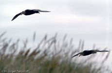 Riesensturmvogel (18 von 32).jpg